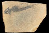 Discosauriscus (Permian Reptiliomorph) - Soft Bodied Preservation #125588-3